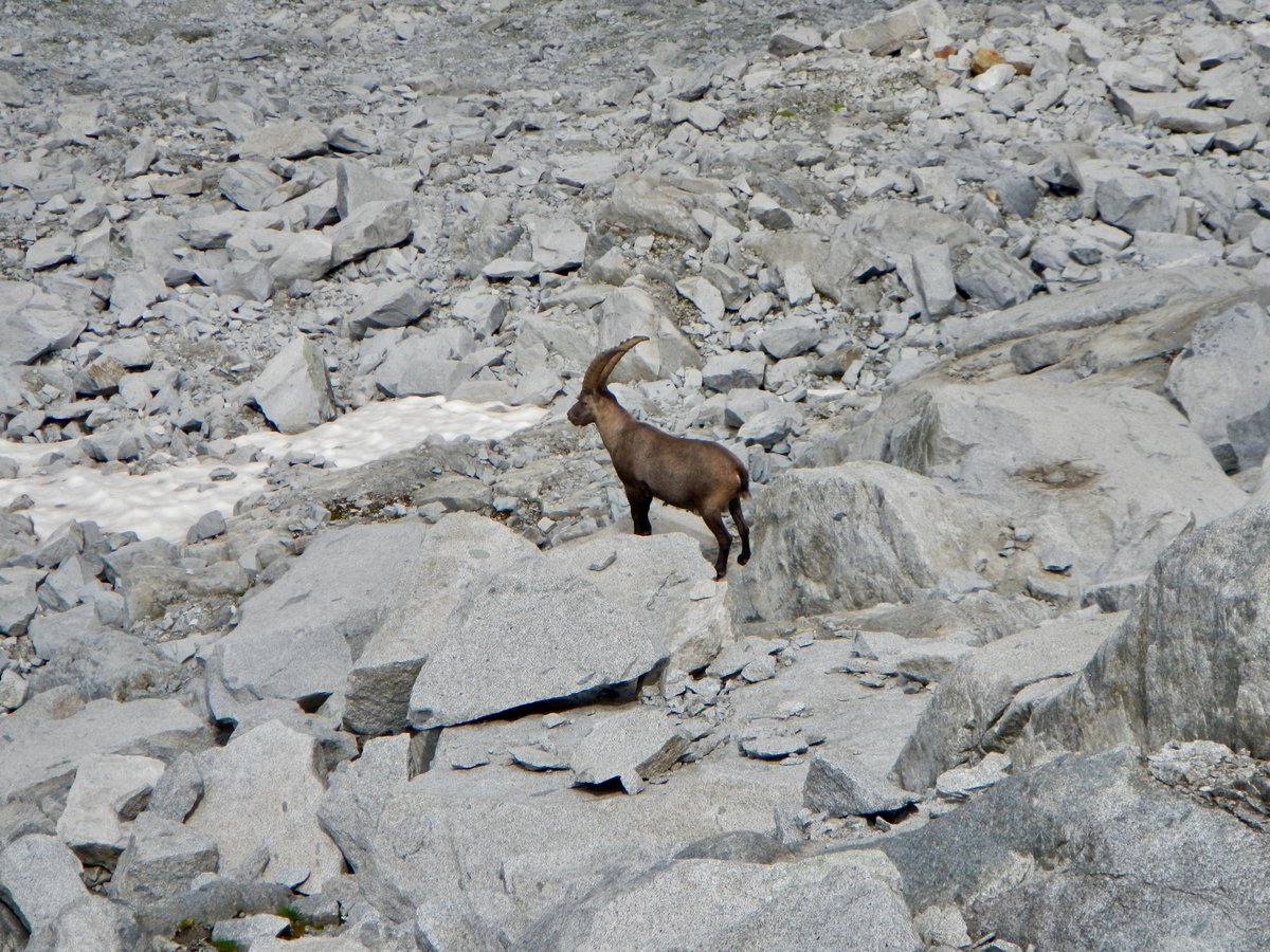 Stambecco